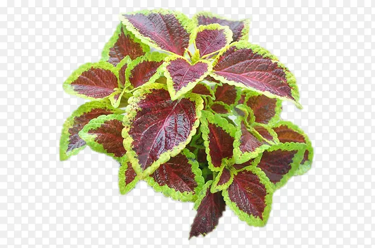 ��Ҷ�����png-������