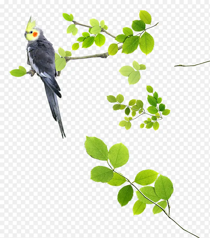 Ψ��������Ҷ��֦ϲȵ��-������