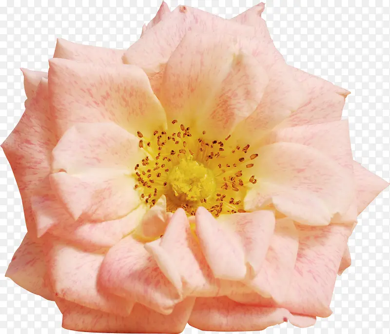 ������Ӱ�ۺ�ɫ���¼���-������