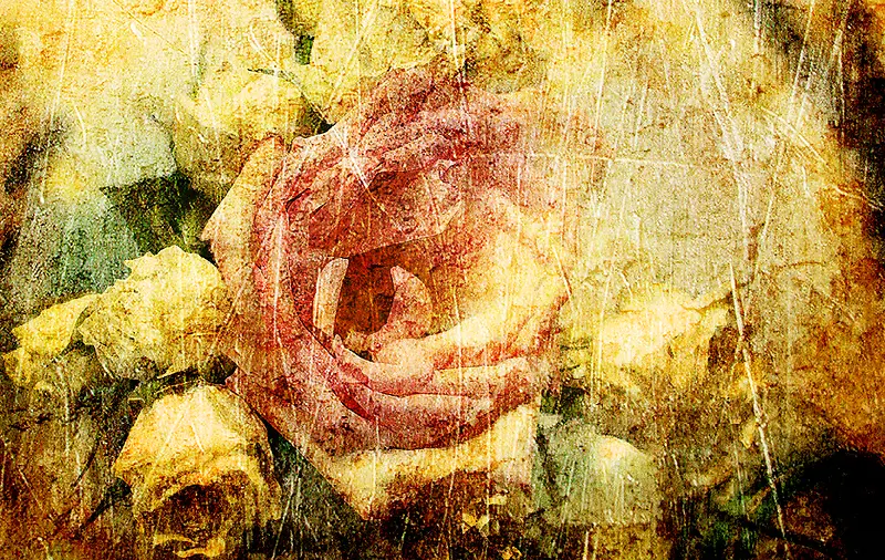 �ۺ�ɫ����õ�廨����-������