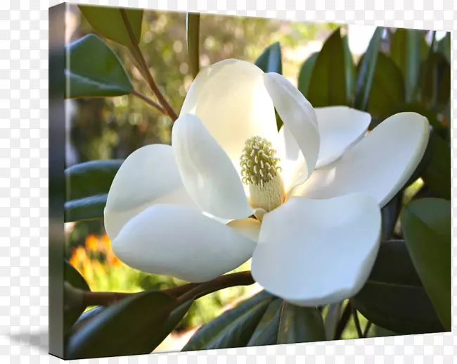 ľ������ľ������ֲ��չ���ݰ�װ-ľ��-������