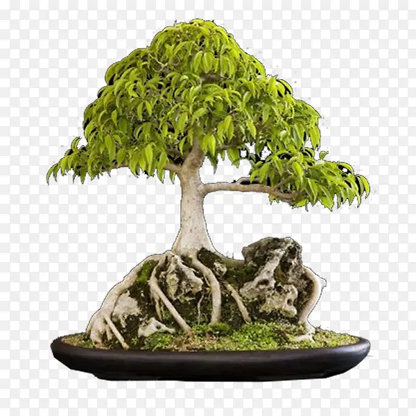 ���ļ�ɽ�辰-������