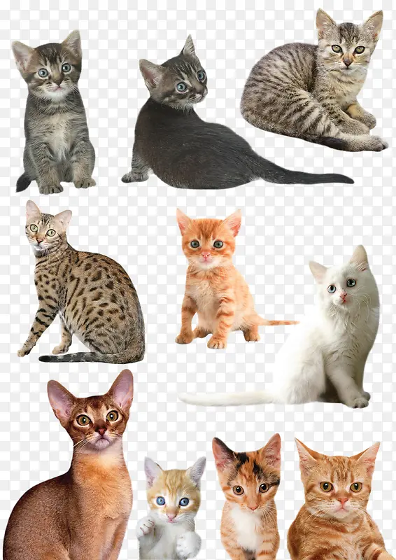 �ֻ涯���زĶ��� ����è-������