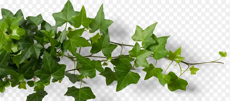 ��֦װ���ز�ͼ��-������