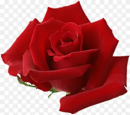 ����õ�廨-������