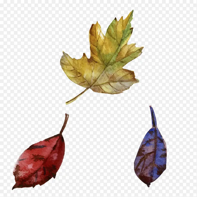 ����ķ�Ҷ-������