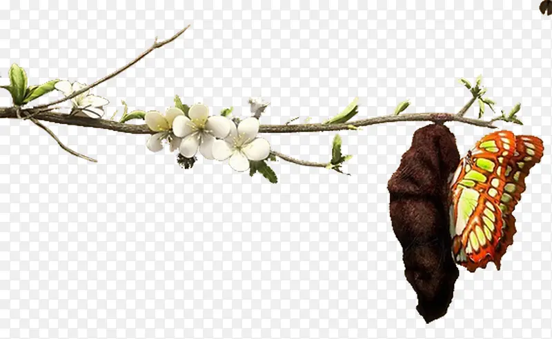 ��֦�����Ƽ�����-������