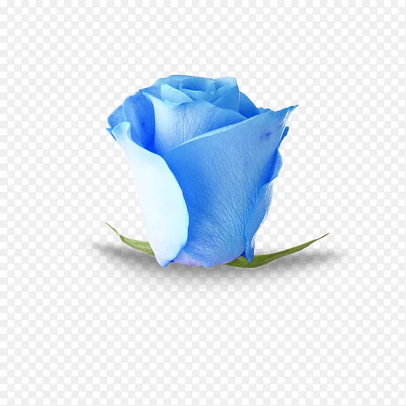 ��ɫõ��-������