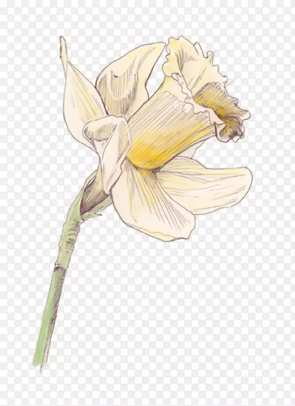 ����ֲ���л�ͼ.ˮ�ɻ�-������