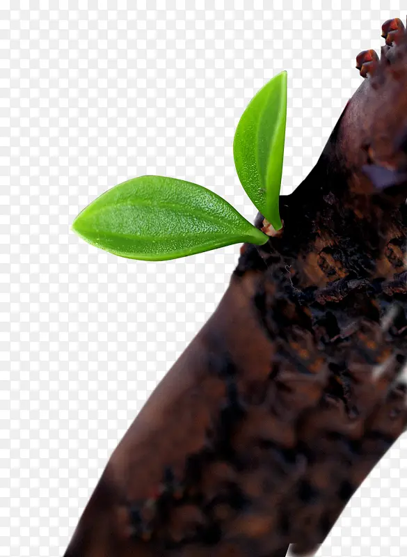 ��֦��ѿ-������