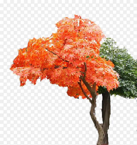 ��ɫ�ͺ�ɫ��Ҷ������ͼƬ-������