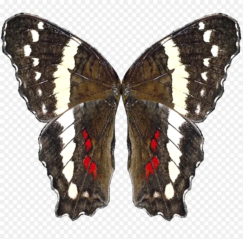 ��ɫ�����ë����ͼƬ-������