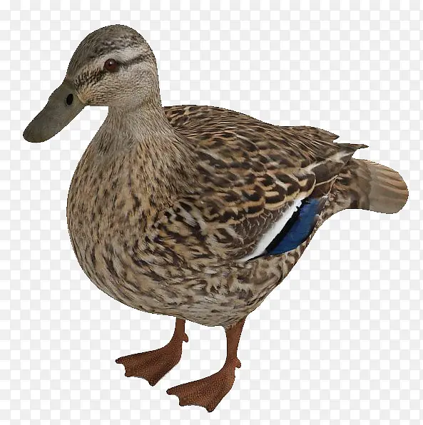 ����ҰѼ���ز�-������