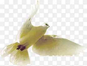 ������Ӱ�������ƽ��-������