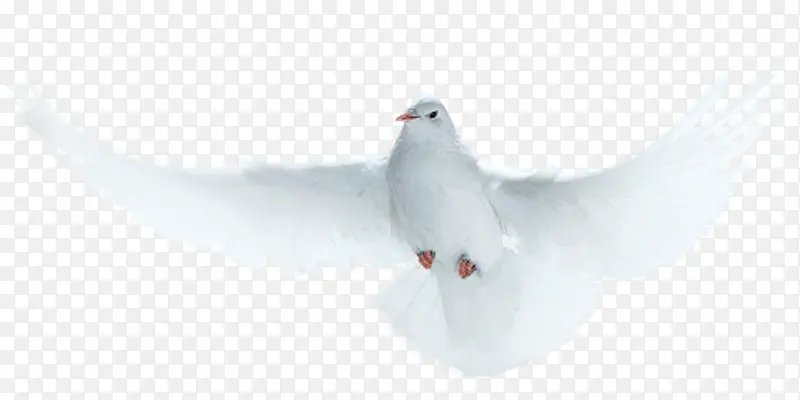 ����ĸ���-������