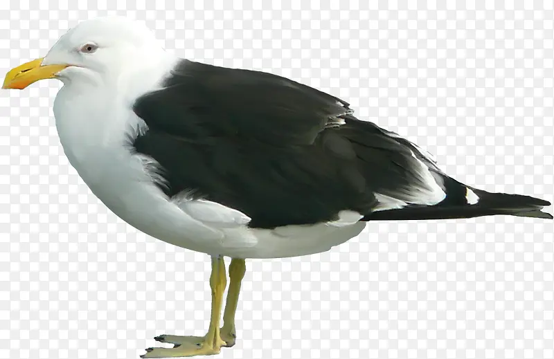 �ֻ涯��ͼƬ����廭-������