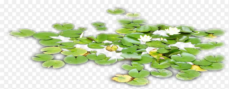 ������Ӱʵ��ˮ�к�Ҷ-������