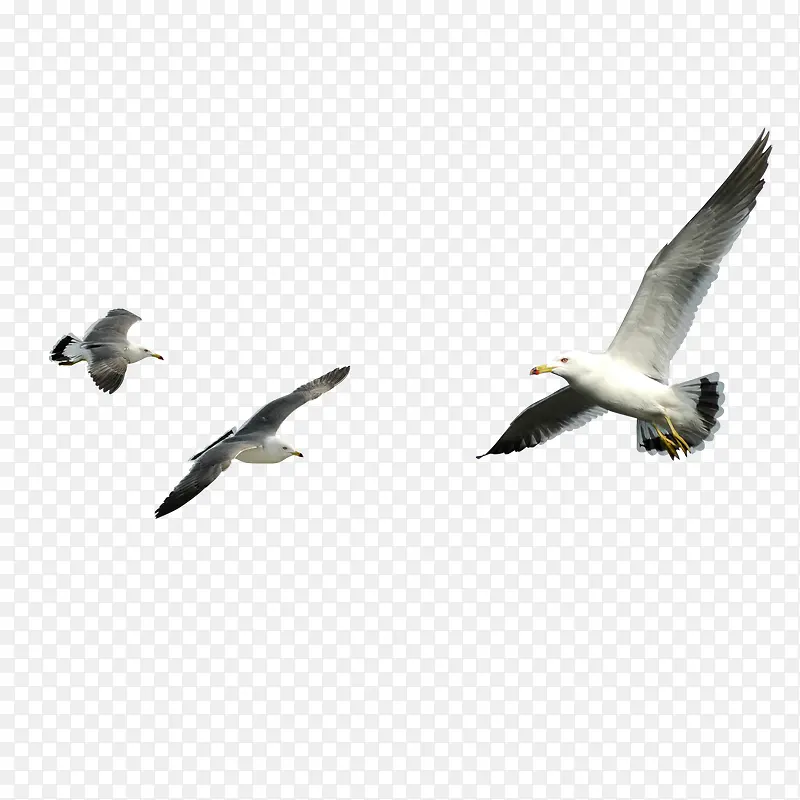 ��Ÿ����-������