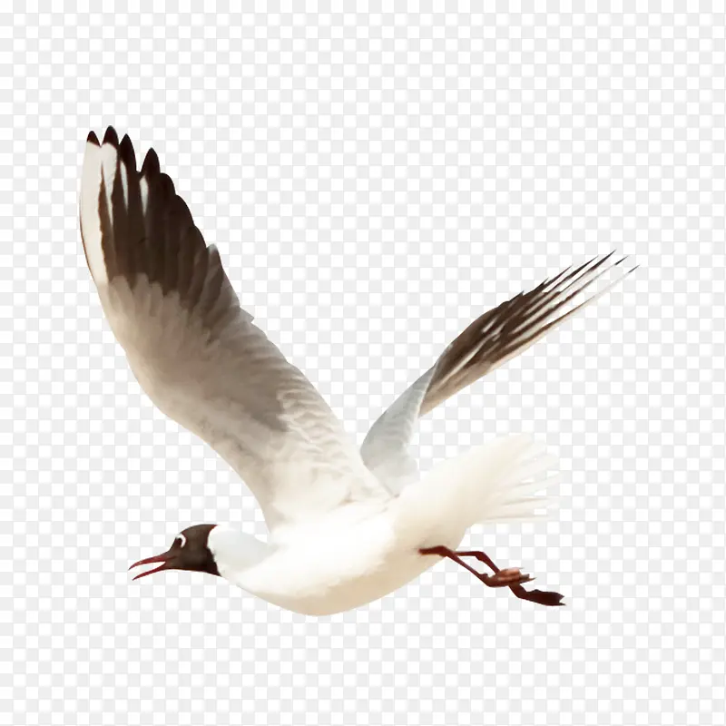 ��Ÿ-������