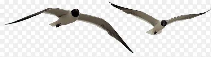 ����ĺ�Ÿ-������