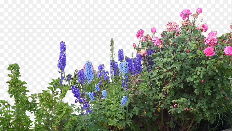 ��ɫ޹�²ݻ���-������