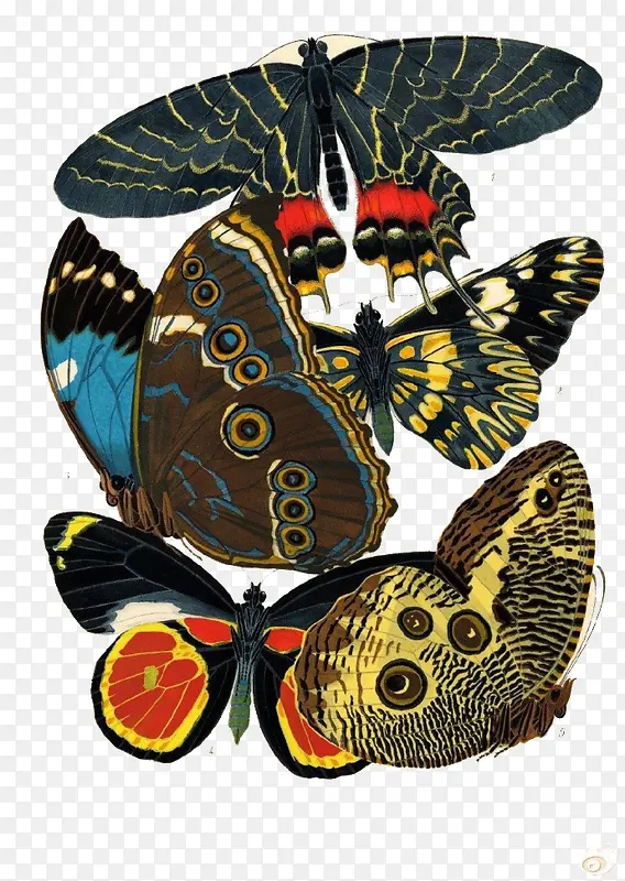 ��ɫ�������-������