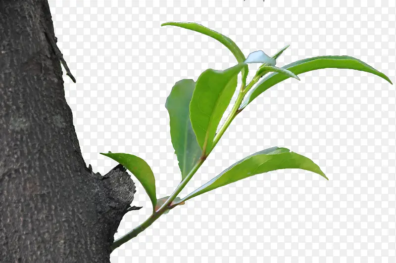 ��֦��ѿ-������