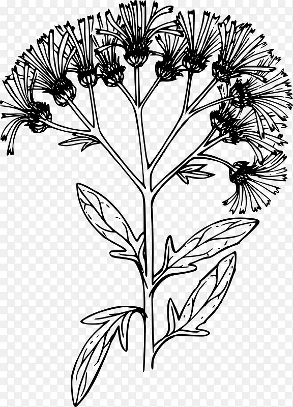 �ֻ�ֲ��-������