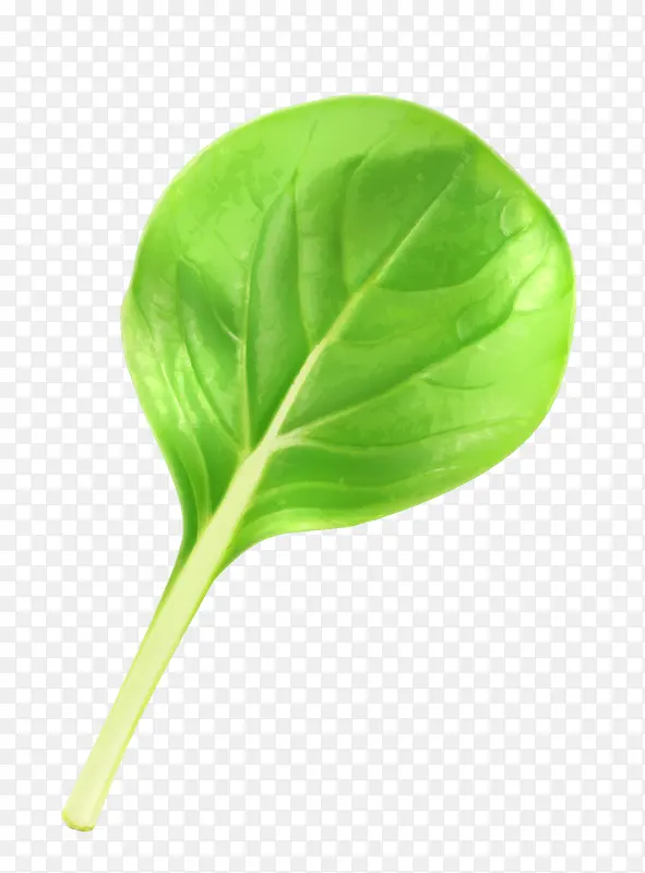 һƬ��Ҷ-������