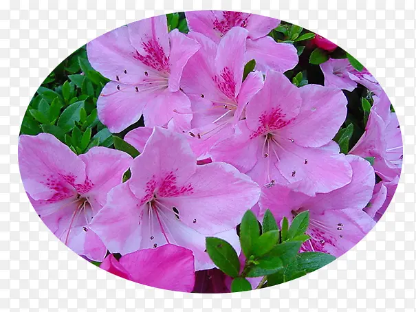 ��Ӱ�ϳɴ���Ļ������Ȼ�-������