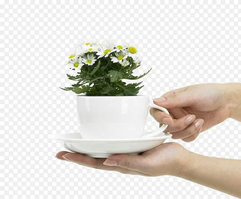 ������ֲ-������