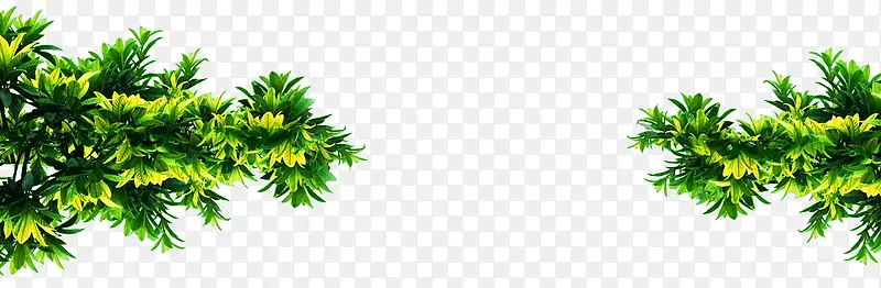 ��ɫ��֦-������