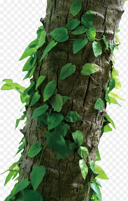 ��Ҷ������֦-������