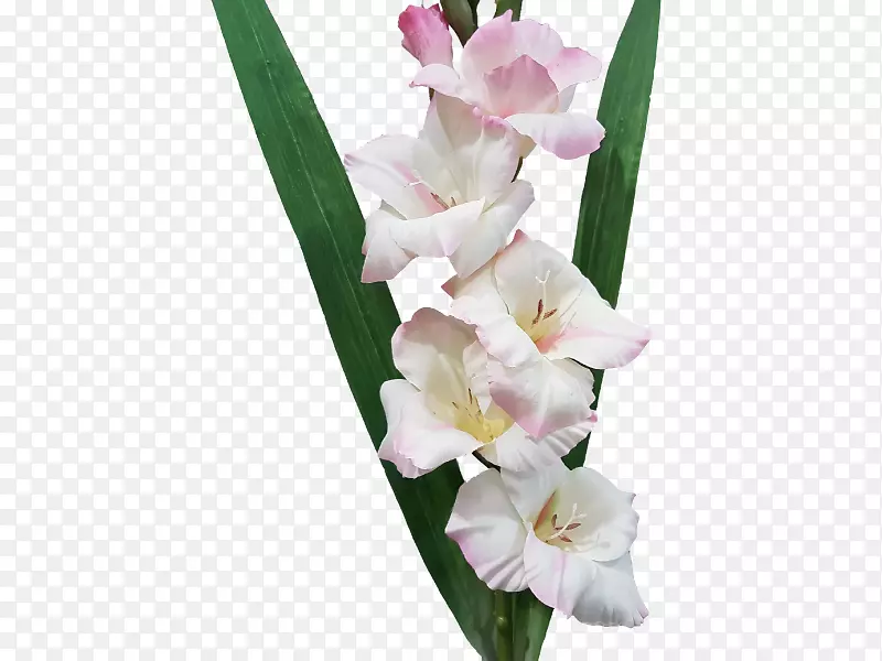 �������л���Ĥ��ֲ��������-������