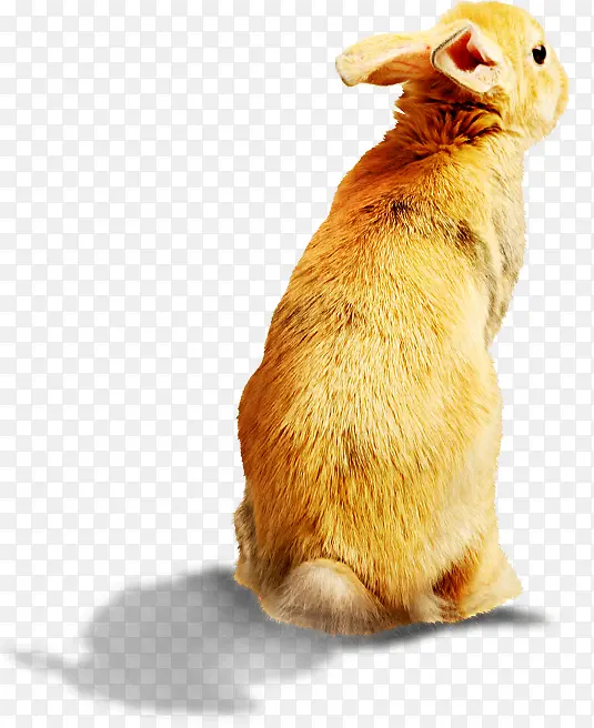 ������Ӱɽ��Ұ����-������