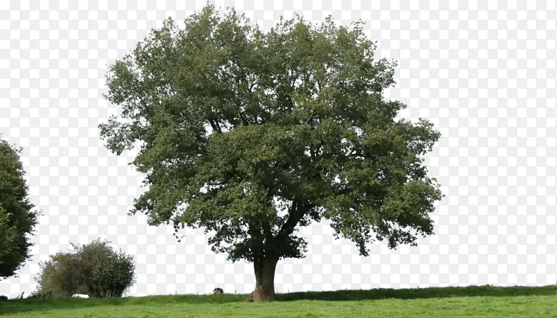 �ݵ�������ƺ-������