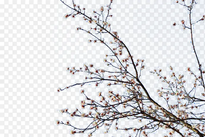 ��֦��֦-������