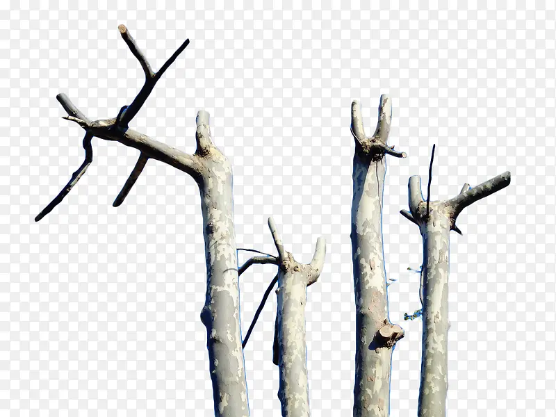 ��ɫ����-������