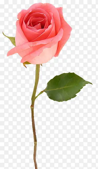 һ֦��ɫõ�廨-������