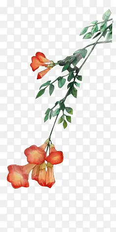 ��ɫ��ֲ��-������