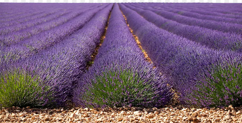 ��ɫ޹�²ݻ���-������