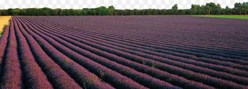 ŷ��޹�²ݻ���-������