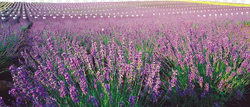 Ψ��޹�²���-������