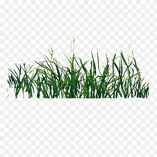 ��ɫС��-������