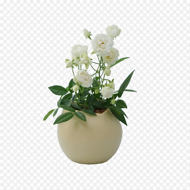 �����ز� ��ɫֲ��-������