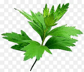 ��Ҷ ���� ��Ҷ-������