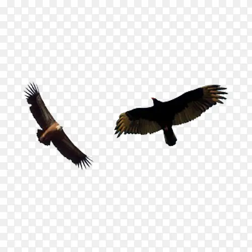 չ�����ӥ-������