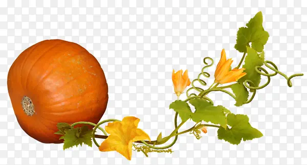 �ֻ��Ϲ�-������