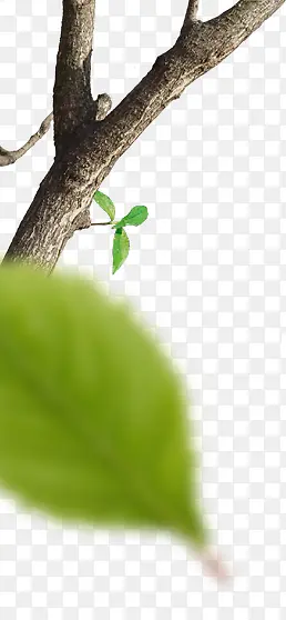 ��֦��Ҷ�߽�png�ز�-������