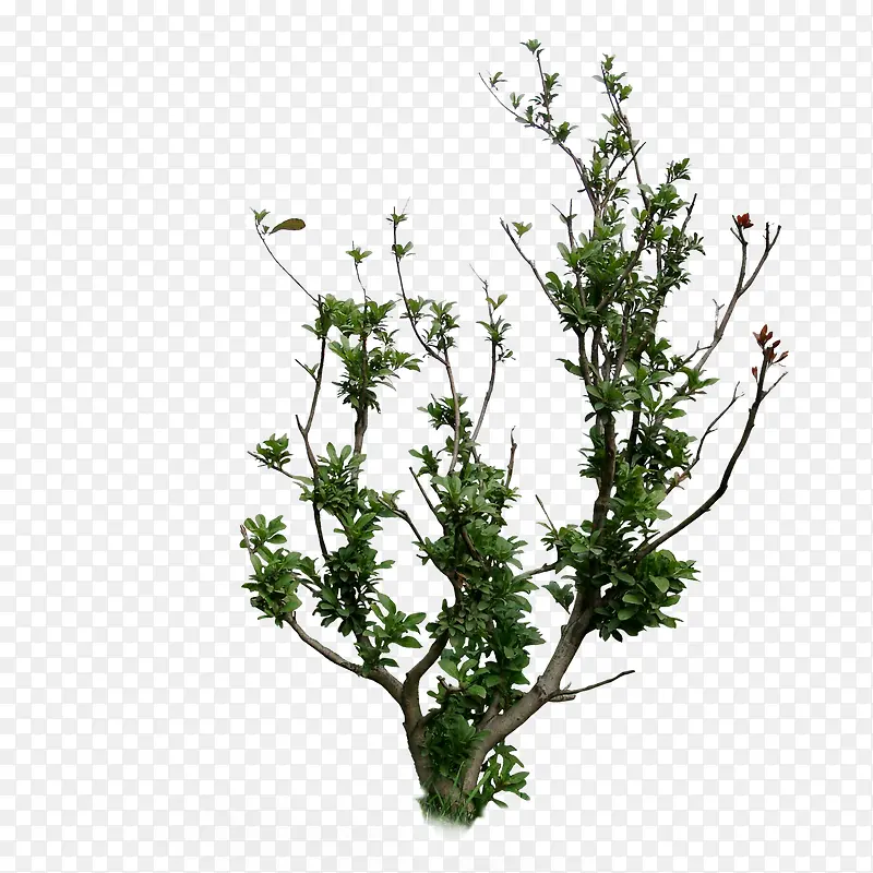 ����ǰ����-������